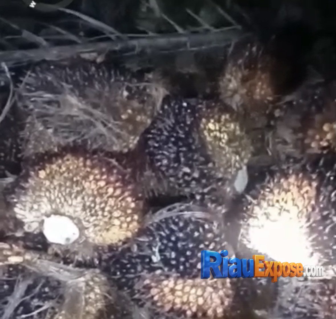 Warga Tapung Hulu Bongkar Dugaan Permainan Oknum PTPN IV Sei Berlian, TBS Sitaan Diduga Dijual 1 warga Tapung Hulu memberikan keterangan terkait dugaan penyalahgunaan wewenang oknum PTPN IV Sei Berlian Regional 3 di Kabupaten Kampar.