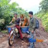 BBKSDA Riau Turun ke Siak, Pekerja Sawit Nyaris Diterkam Harimau Sumatera di Mengkapan Sungai Apit