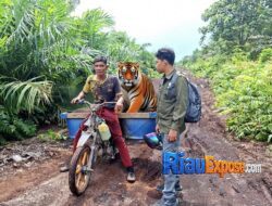 BBKSDA Riau Turun ke Siak, Pekerja Sawit Nyaris Diterkam Harimau Sumatera di Mengkapan Sungai Apit