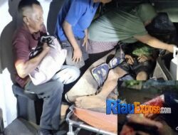 Pekerja di Sungai Apit Siak Diterkam Harimau Sumatera Saat Buang Air, Korban Selamat