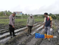 Bhabinkamtibmas Tualang Timur dan PPL Cek Lahan Jagung, Dukung Ketahanan Pangan Nasional