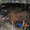 Pemprov Riau Bakal Lelang 50 Ekor Sapi, Ini Cara Ikut dan Aturannya