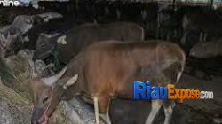 Pemprov Riau lelang 50 ekor sapi milik daerah melalui KPKNL Pekanbaru
