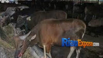 Pemprov Riau Bakal Lelang 50 Ekor Sapi, Ini Cara Ikut dan Aturannya