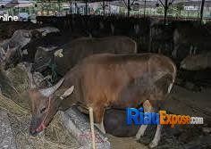 Pemprov Riau Bakal Lelang 50 Ekor Sapi, Ini Cara Ikut dan Aturannya 1 Pemprov Riau lelang 50 ekor sapi milik daerah melalui KPKNL Pekanbaru