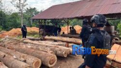 Polda Riau menangkap DPO kasus ilegal logging di BRI Lancang Kuning Pekanbaru
