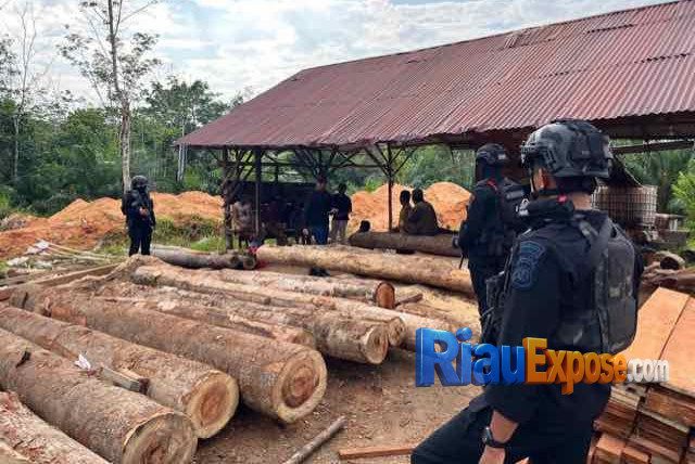 Polda Riau Tangkap DPO Ilegal Logging di BRI Lancang Kuning Pekanbaru 1 Polda Riau menangkap DPO kasus ilegal logging di BRI Lancang Kuning Pekanbaru