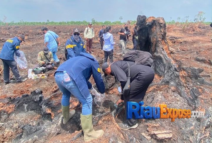 Penyidik Polda Riau bersama lima ahli memeriksa lokasi karhutla di kawasan HGU PT TKWL Bengkalis.